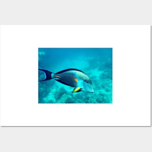 surgeonfish Posters and Art